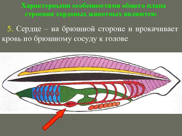 Пищеварительная система хордовых животных