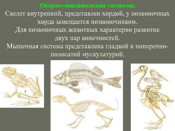 Опорно-двигательная система. Скелет внутренний, представлен хордой, у позвоночных хорда замещается позвоночником. Для позвоночных животных