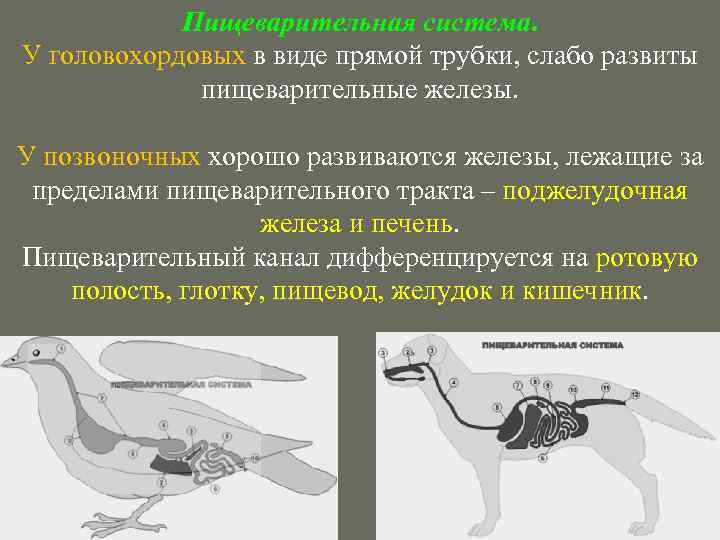 Общий план строения пищеварительной системы хордовых