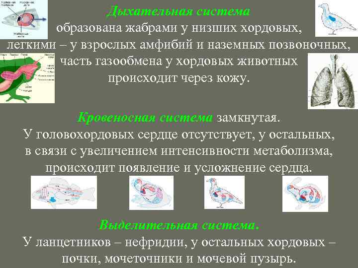 Филогенез дыхательной системы презентация