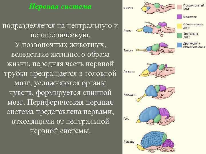 К какому классу относят животных строение головного мозга которых показано на рисунке