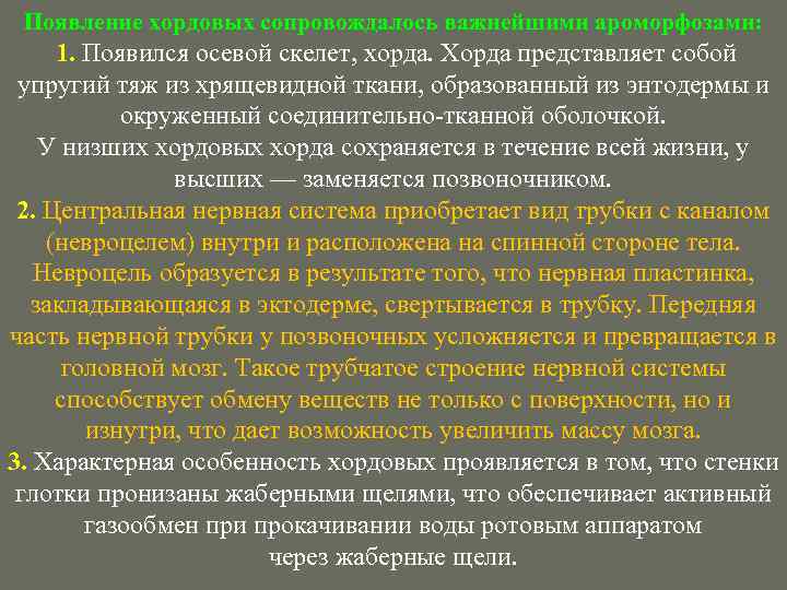 Появление хордовых сопровождалось важнейшими ароморфозами: 1. Появился осевой скелет, хорда. Хорда представляет собой упругий