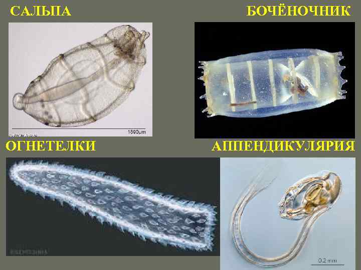 САЛЬПА ОГНЕТЕЛКИ БОЧЁНОЧНИК АППЕНДИКУЛЯРИЯ 