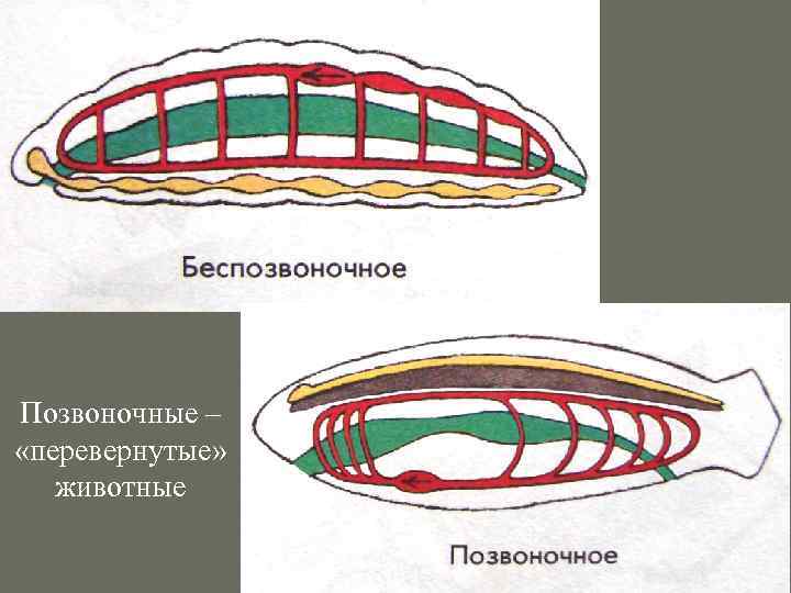 Схема строения хордовых