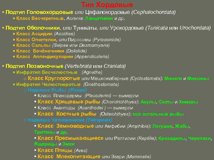 Тип Хордовые • Подтип Головохордовые или Цефалохордовые (Cephalochordata) Класс Бесчерепные, Acrania: Ланцетники и др.