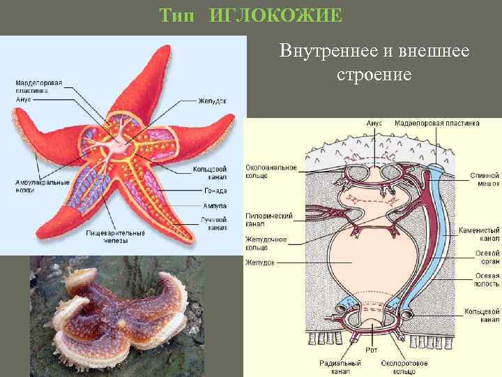 Схема строения морской звезды