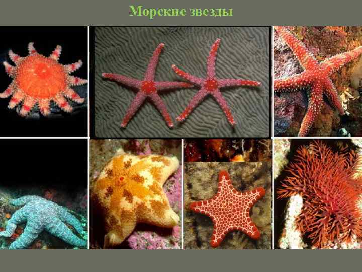 Морские звезды 