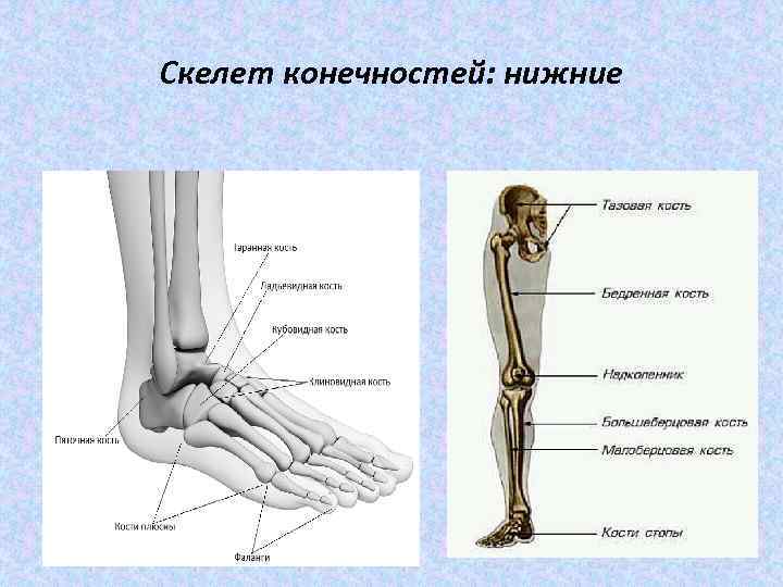 Скелет конечностей: нижние 