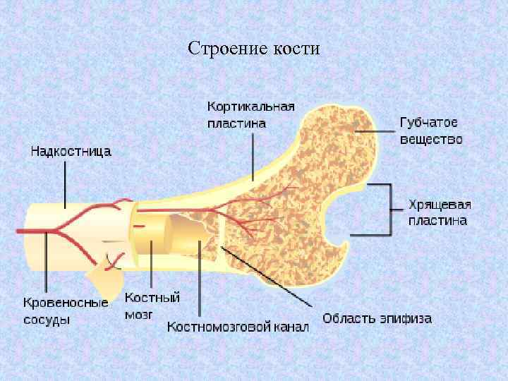 Строение кости 