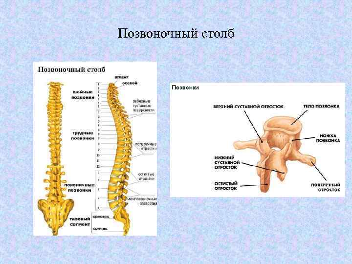 Позвоночный столб 
