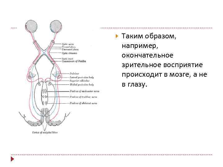  Таким образом, например, окончательное зрительное восприятие происходит в мозге, а не в глазу.