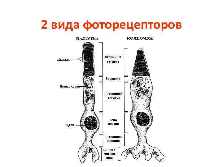 2 вида фоторецепторов 