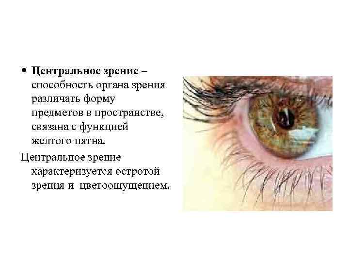  Центральное зрение – способность органа зрения различать форму предметов в пространстве, связана с