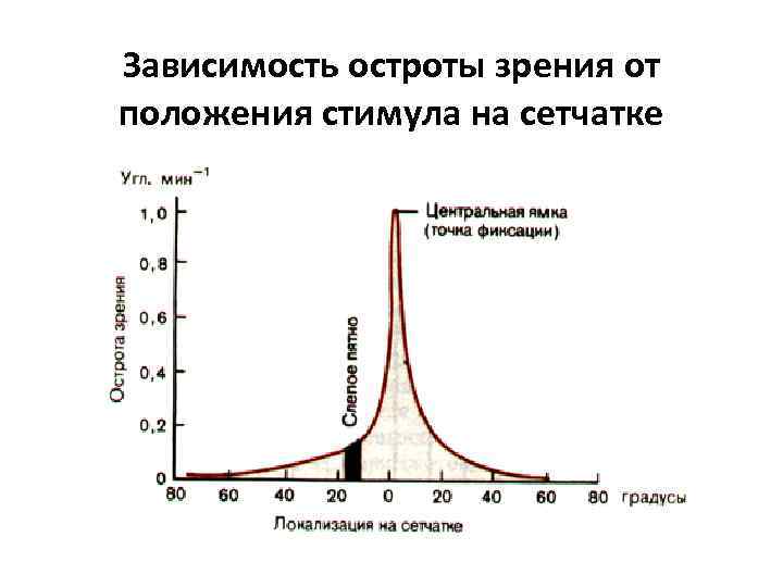 Зависимость остроты зрения от положения стимула на сетчатке 
