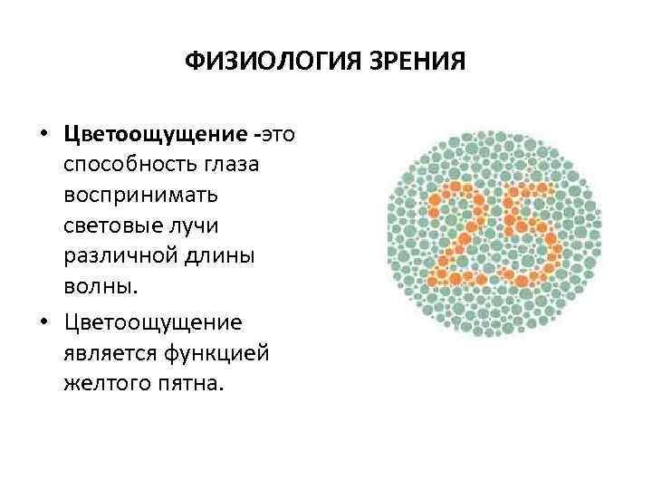 ФИЗИОЛОГИЯ ЗРЕНИЯ • Цветоощущение -это способность глаза воспринимать световые лучи различной длины волны. •