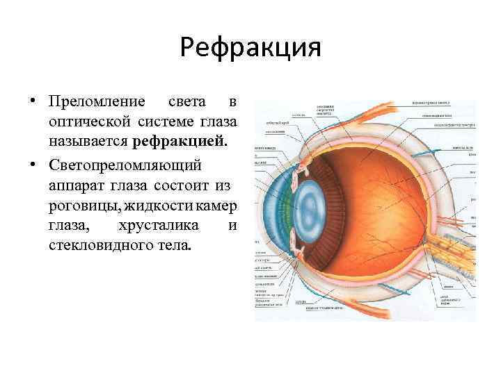 Названия оптических структур глаза. Светопреломляющая оптическая система глаза. Светопреломляющий аппарат глаза аккомодация глаза. Оптическая сила преломляющего аппарата глаза. Светопреломляющий аппарат глаза состоит из.