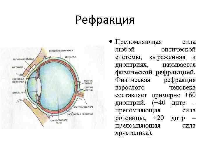 К оптической системе глаза относятся роговица хрусталик. Аномалии рефракции глаза. Оценка рефракции глаза. Преломляющая способность роговицы. Рефракция хрусталика.