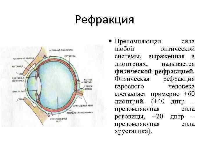 Оптические структуры глаза преломляющие пропускающие и собирающие. Зрительный анализатор нарушение рефракции. Преломляющая сила оптической системы глаза с возрастом:. Оценка рефракции глаза. Физическая рефракция.