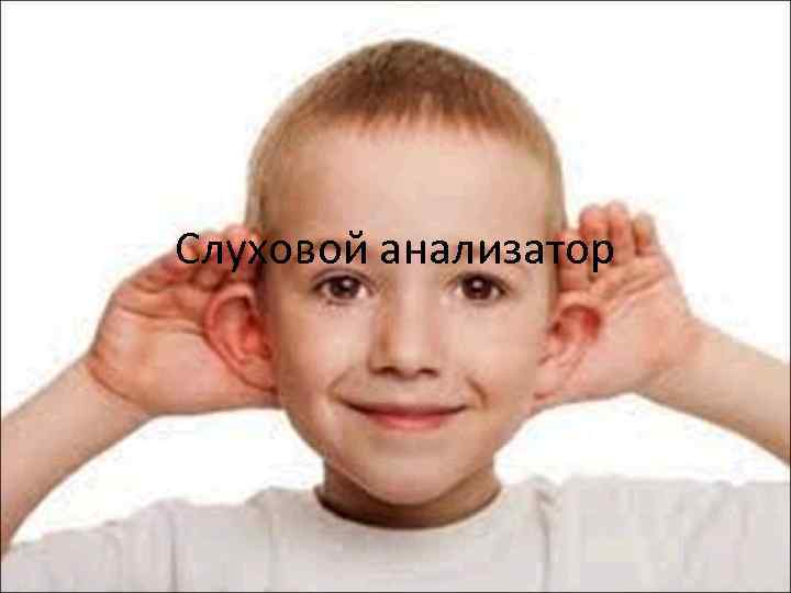 Слуховой анализатор 