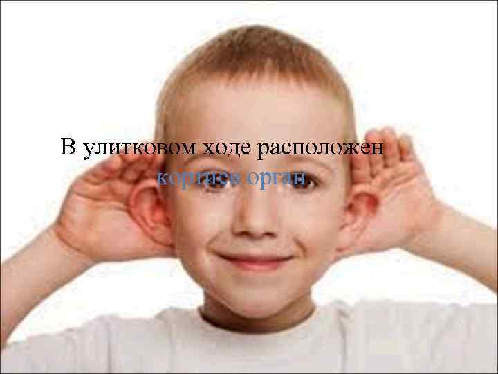 В улитковом ходе расположен кортиев орган. 