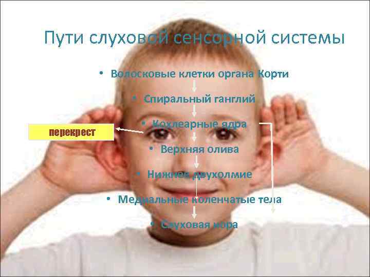 Пути слуховой сенсорной системы • Волосковые клетки органа Корти • Спиральный ганглий перекрест •