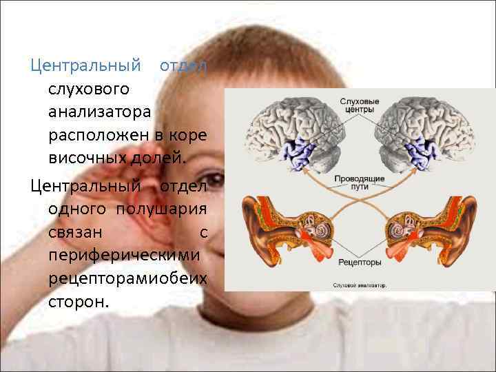 Части слухового анализатора картинка