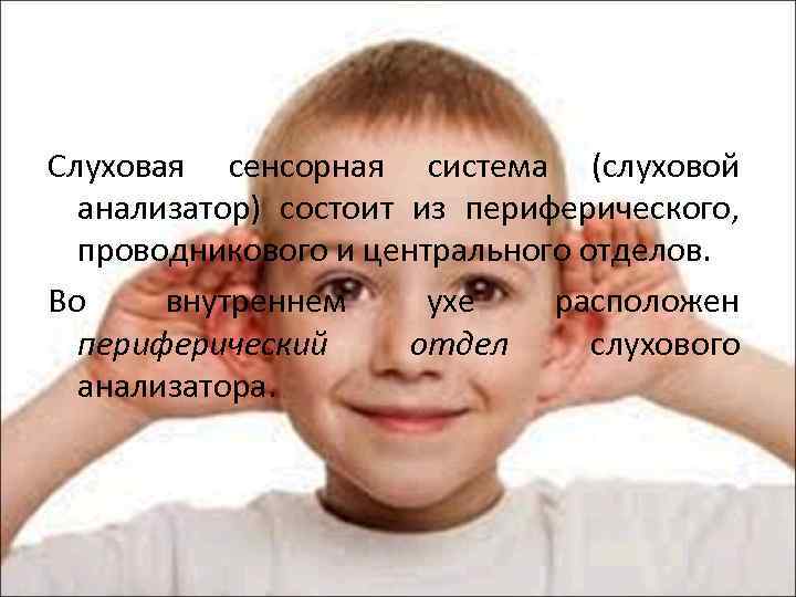 Слуховая сенсорная система (слуховой анализатор) состоит из периферического, проводникового и центрального отделов. Во внутреннем