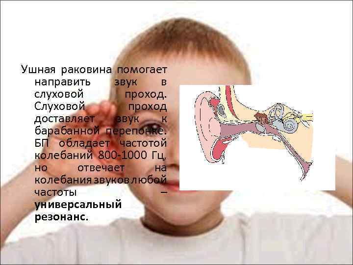Ушная раковина помогает направить звук в слуховой проход. Слуховой проход доставляет звук к барабанной