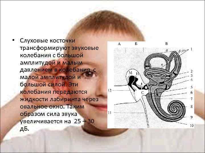  • Слуховые косточки трансформируют звуковые колебания с большой амплитудой и малым давлением в