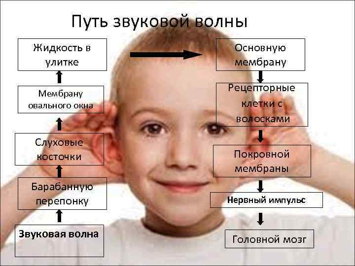 Путь звуковой волны Жидкость в улитке Основную мембрану Мембрану овального окна Рецепторные клетки с