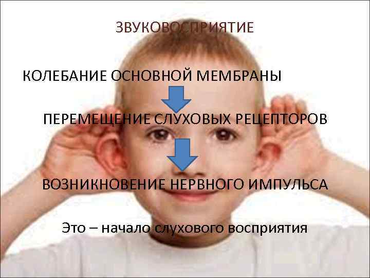 ЗВУКОВОСПРИЯТИЕ КОЛЕБАНИЕ ОСНОВНОЙ МЕМБРАНЫ ПЕРЕМЕЩЕНИЕ СЛУХОВЫХ РЕЦЕПТОРОВ ВОЗНИКНОВЕНИЕ НЕРВНОГО ИМПУЛЬСА Это – начало слухового