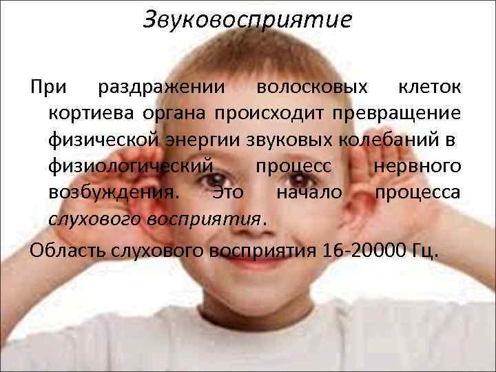 Звуковосприятие При раздражении волосковых клеток кортиева органа происходит превращение физической энергии звуковых колебаний в