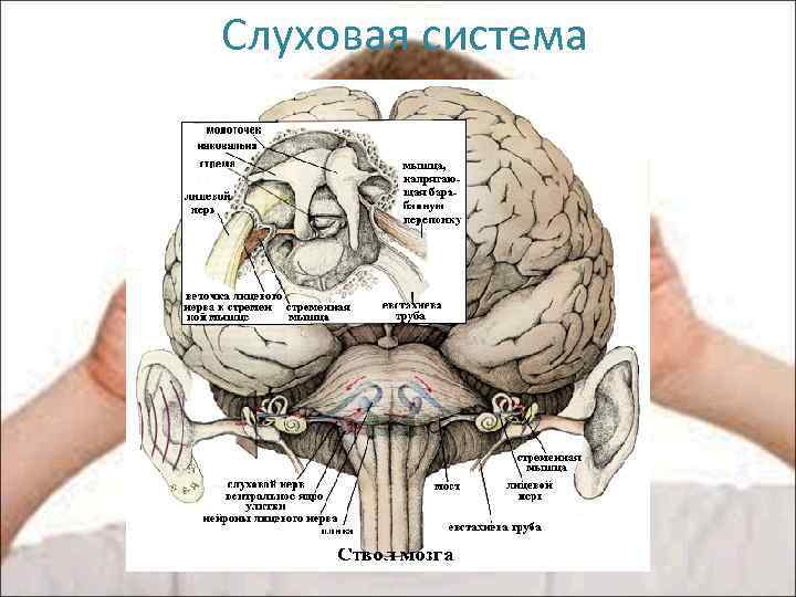 Слуховая система 