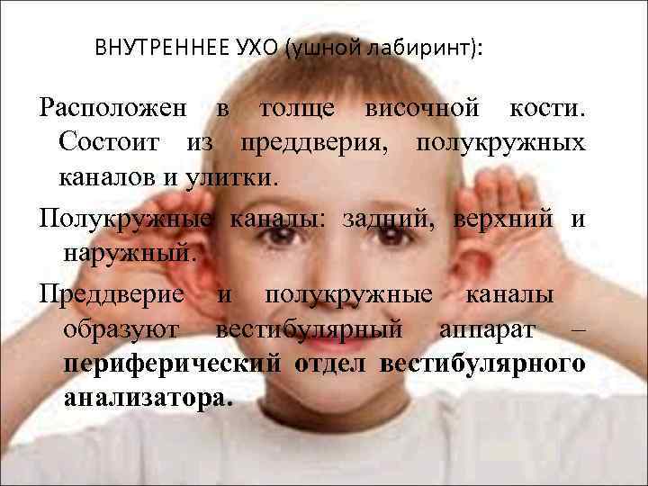 ВНУТРЕННЕЕ УХО (ушной лабиринт): Расположен в толще височной кости. Состоит из преддверия, полукружных каналов