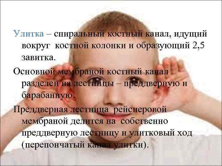 Улитка – спиральный костный канал, идущий вокруг костной колонки и образующий 2, 5 завитка.