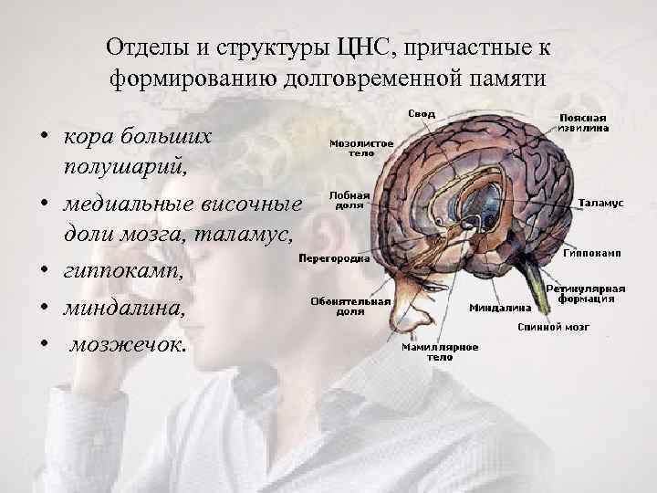 Отделы и структуры ЦНС, причастные к формированию долговременной памяти • кора больших полушарий, •