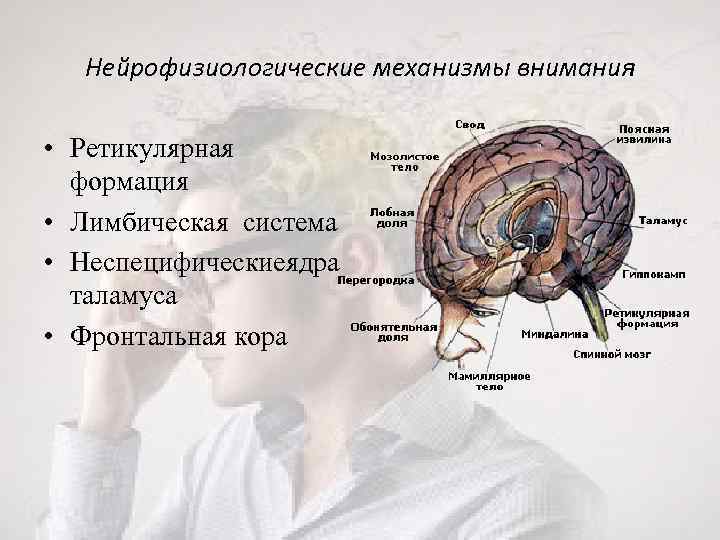 Нейрофизиологические механизмы внимания • Ретикулярная формация • Лимбическая система • Неспецифические дра я таламуса