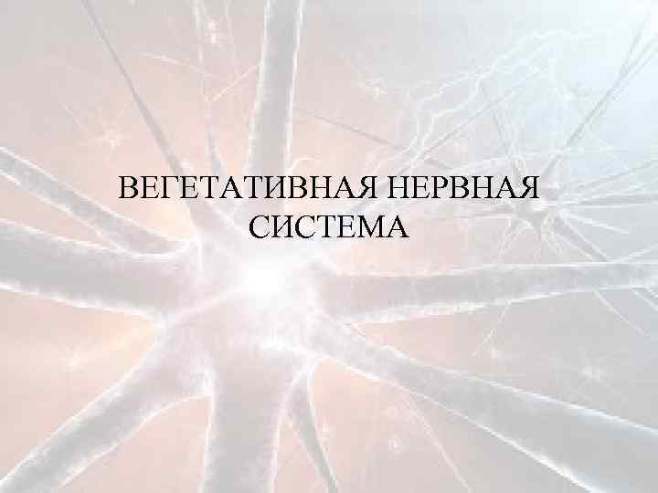 ВЕГЕТАТИВНАЯ НЕРВНАЯ СИСТЕМА 