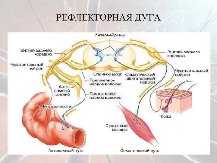 Характеристики рефлекторной дуги. Рефлекторная дуга вегетативной нервной системы. Вегетативная симпатическая рефлекторная дуга. Рефлекторная дуга ВНС анатомия. Вегетативный ганглий в рефлекторной дуге.