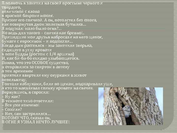 В полночь я заметил на своей простыне черного и твердого, величиной с клопа в