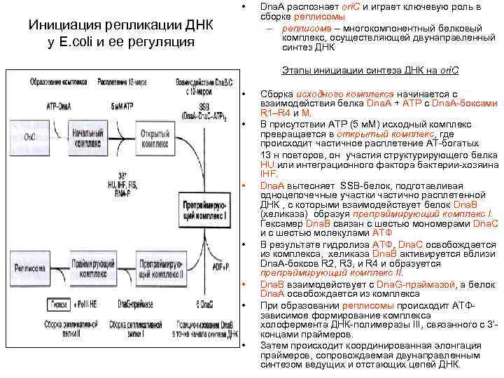  • Инициация репликации ДНК у E. coli и ее регуляция Dna. A распознает
