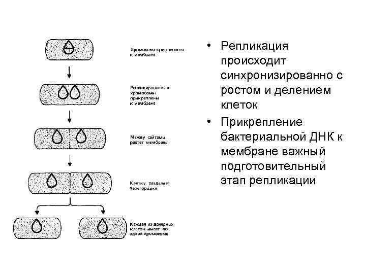 • Репликация происходит синхронизированно с ростом и делением клеток • Прикрепление бактериальной ДНК