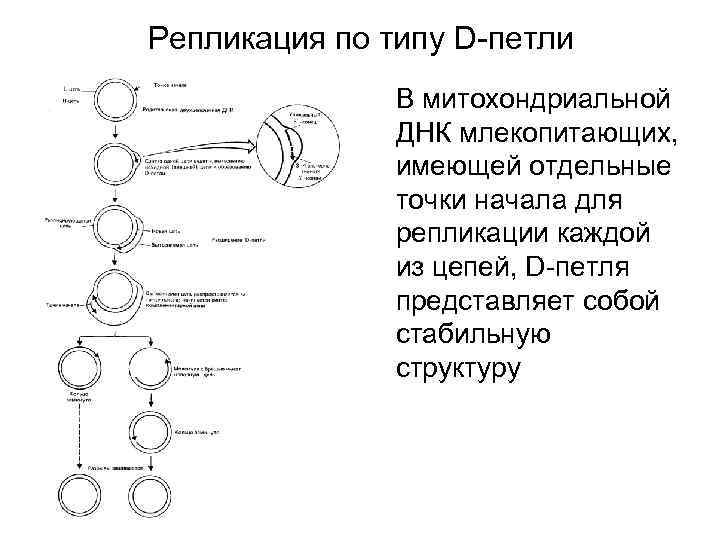 Начало репликации