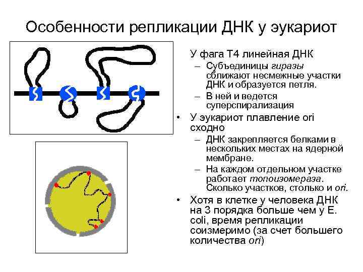 Прокариоты кольцевая днк. Схема репликации ДНК эукариот. Репликация хромосом эукариот особенности. Репликация ДНК У прокариот схема. Особенности репликации у прокариот и эукариот.