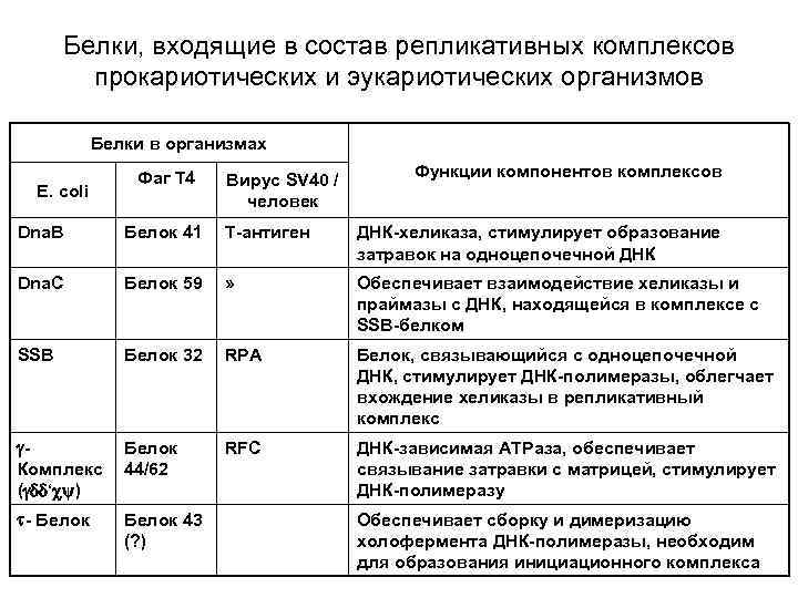 Белки, входящие в состав репликативных комплексов прокариотических и эукариотических организмов Белки в организмах E.