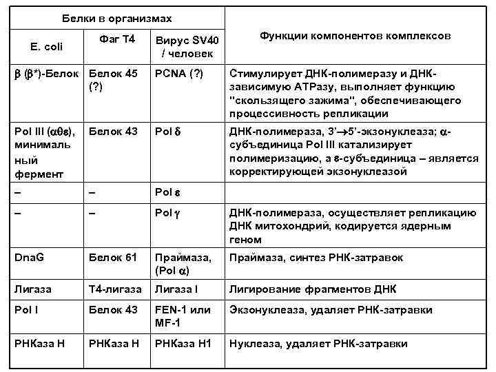 Белки в организмах Фаг Т 4 E. coli Вирус SV 40 / человек Функции