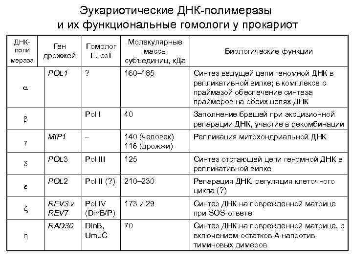 Эукариотические ДНК-полимеразы и их функциональные гомологи у прокариот Гомолог E. coli Молекулярные массы субъединиц,