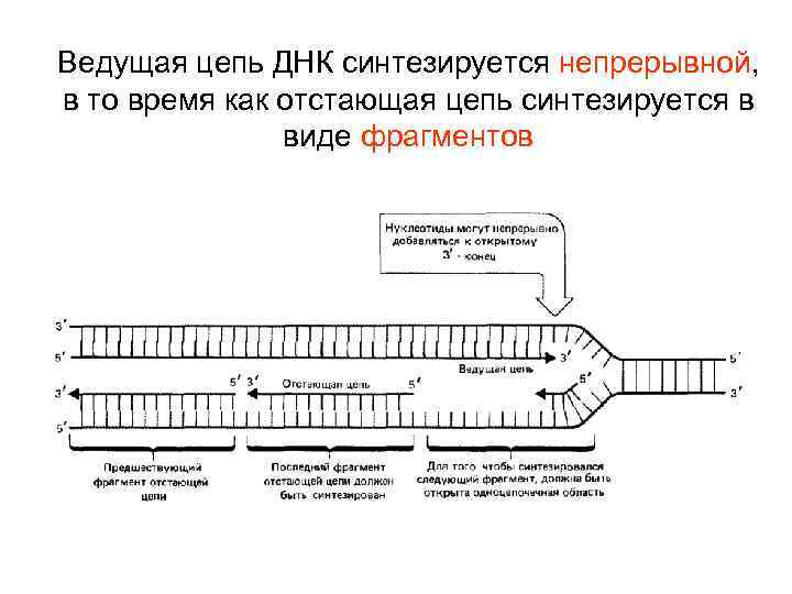 Репликационная вилка схема