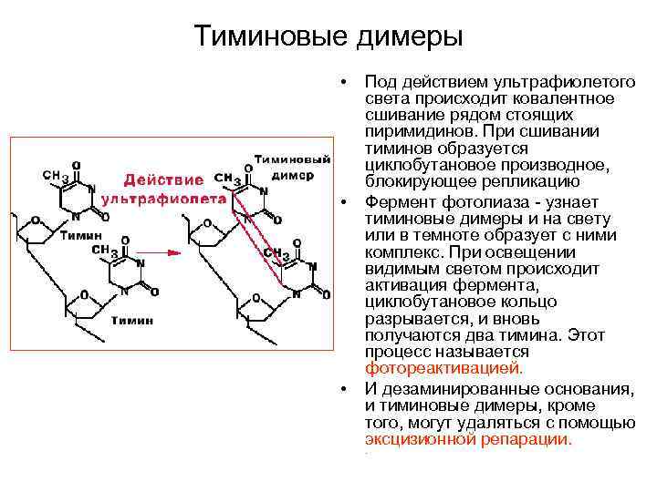 Тиминовые димеры • • • Под действием ультрафиолетого света происходит ковалентное сшивание рядом стоящих