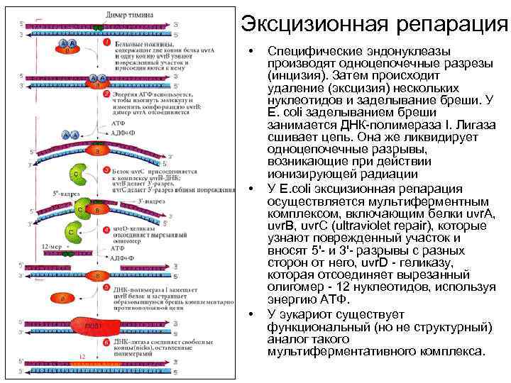 Эксцизионная репарация • • • Специфические эндонуклеазы производят одноцепочечные разрезы (инцизия). Затем происходит удаление